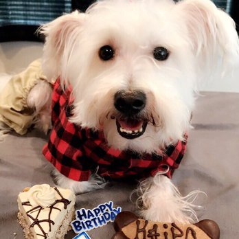 Three Dog Bakery - Thank you for Kaipo's custom doggy bone treat & cake for his 5th Birthday. He loved it! 6/26/2017 - Pet Stores Near Me - Las Vegas, Nevada Three Dog Bakery - Thank you for Kaipo's custom doggy bone treat & cake for his 5th Birthday. He loved it! 6/26/2017 - Pet Stores Near Me - Las Vegas, Nevada
