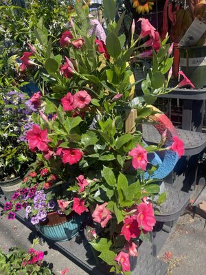 Abby's Parkside Nursery & Florist inc