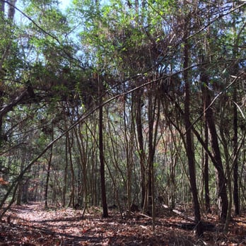 Sam Houston National Forest - Big Creek Scenic Area - Parks Near Me - New Waverly, Texas