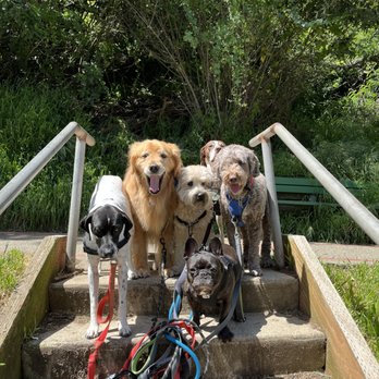 Ruff Paws - Happy Days!! - Dog Walkers Near Me - San Francisco, California