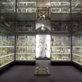 Hunterian Museum - Crystal Gallery, Hunterian Museum - London - Museums Near Me - London, XGL