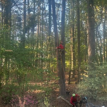 Northside Tree Professionals - Taking down one of the two large pines - Tree Services Near Me - Atlanta, Georgia