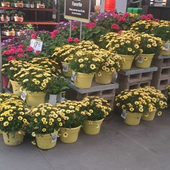The Home Depot - Beautiful flowers! - Hardware Stores Near Me - Garden Grove, California The Home Depot - Beautiful flowers! - Hardware Stores Near Me - Garden Grove, California