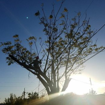 Dynamic Tree Care - China Berry removal - Tree Services Near Me Dynamic Tree Care - China Berry removal - Tree Services Near Me