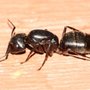 Photo of Ferretti's Pest Inspections & Consulting