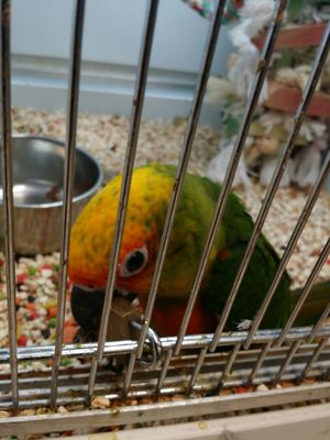Feeders Supply 3079 Breckenridge Ln Louisville Ky Pet Shops