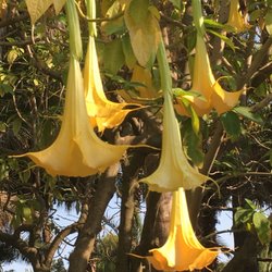 Lakeside Palmetum