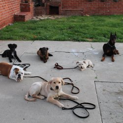 Canine Revolution Dog Training