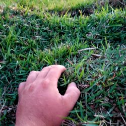 Riverview Turfworks - Bermuda Sod