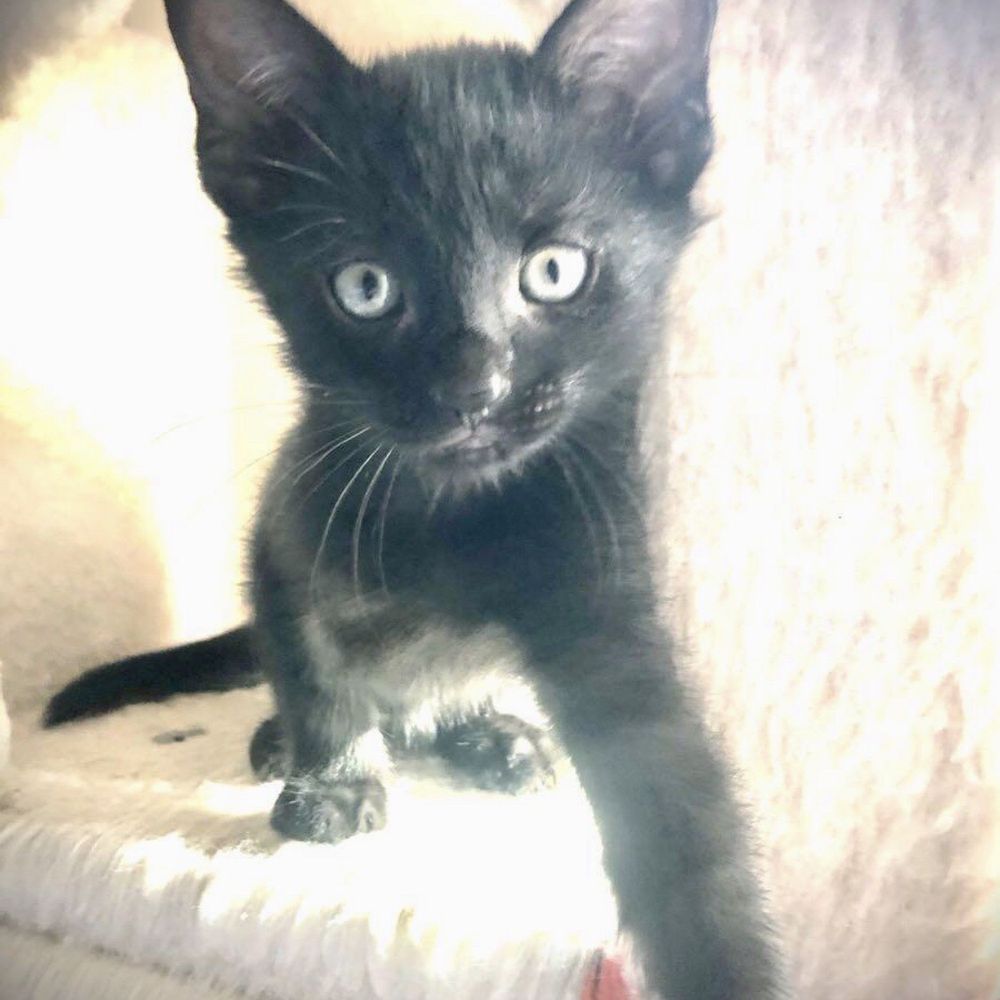 Southern Counties Rescue - Pet Adoption Near Me Southern Counties Rescue - Pet Adoption Near Me