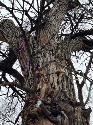 The Witches' Tree by null