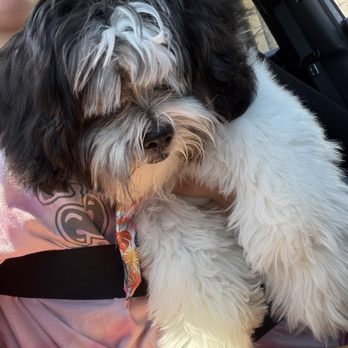 Cosmopawlitan - The "After" shots" - Pet Groomers Near Me - Simi Valley, California
