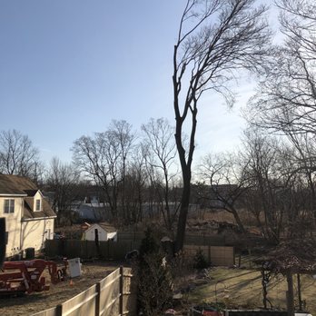 Pema Tree Service - this is how they left a once healthy tree. they remover 3 leaders and left the one ... - Tree Services Near Me - Revere, Massachusetts Pema Tree Service - this is how they left a once healthy tree. they remover 3 leaders and left the one ... - Tree Services Near Me - Revere, Massachusetts