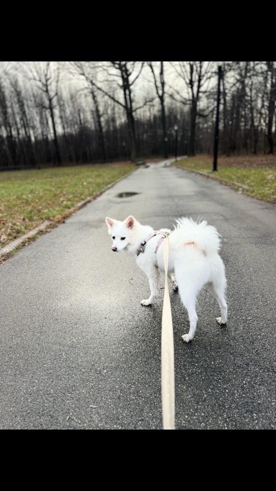 Pelham Bay Park Dog Run