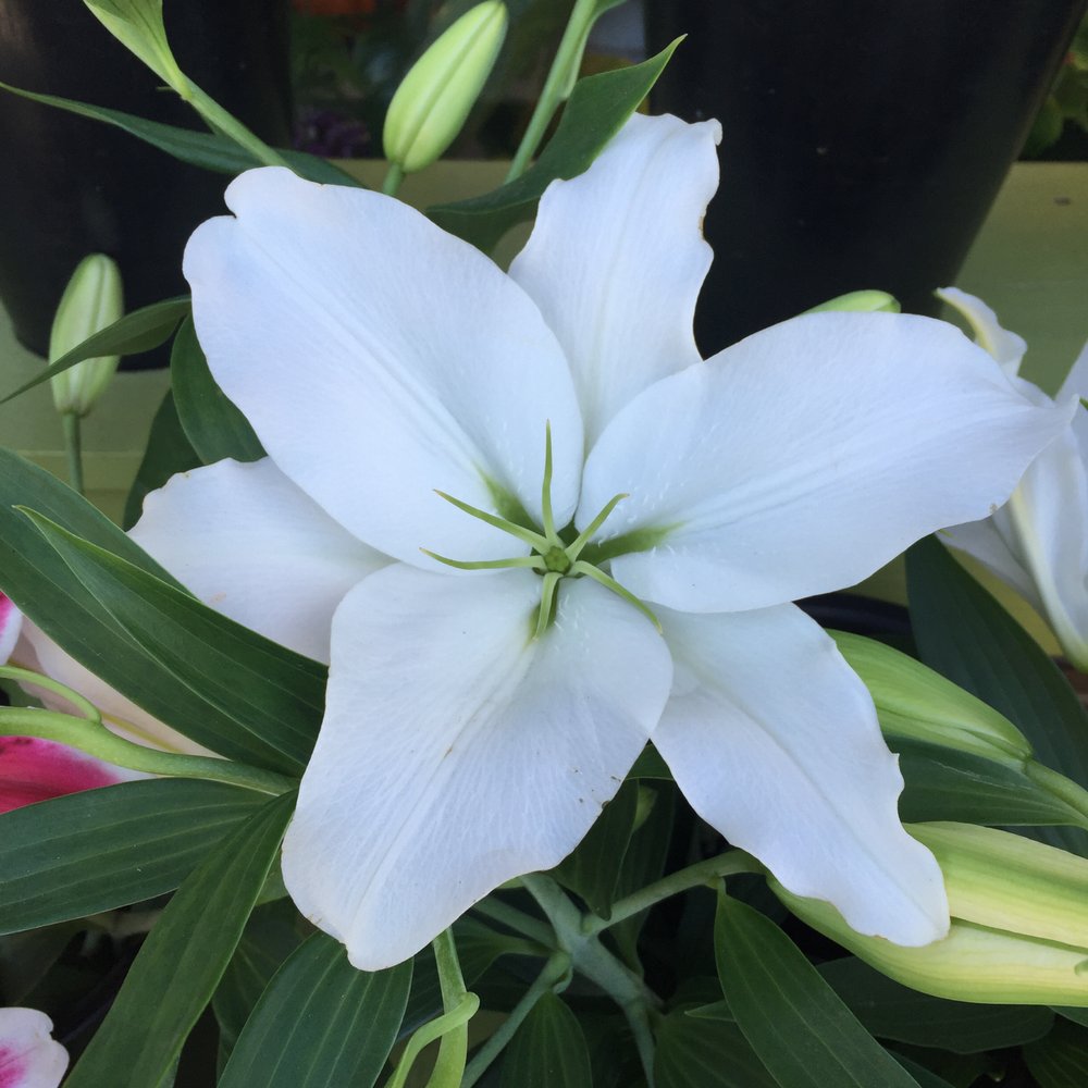 La Vie en Rose - Florists Near Me - Albany, California La Vie en Rose - Florists Near Me - Albany, California