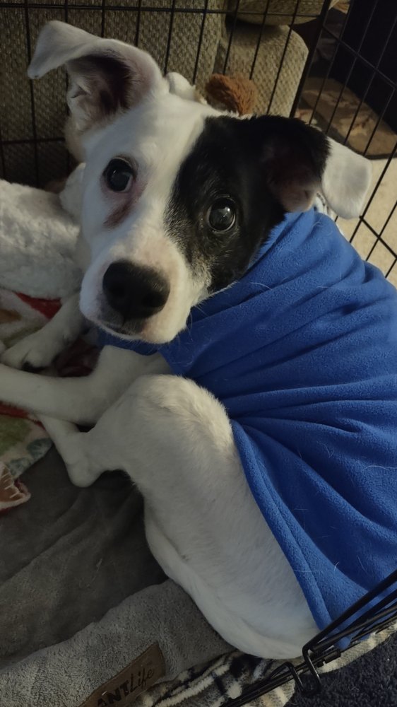 ANIMAL CLINIC OF THE WOODLANDS Updated September 2024 12 Photos 2770 NE 60th St, Gladstone