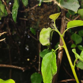 Bee Green Natural Bee Removal - Huddle - Wildlife Control Near Me - Los Angeles, California