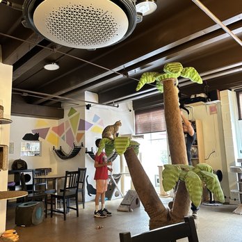 The Cat Cafe - Coffee & Tea Near Me - San Diego, California The Cat Cafe - Coffee & Tea Near Me - San Diego, California