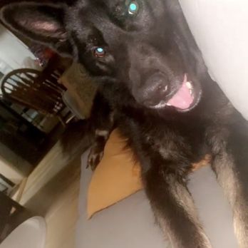 PetVax Complete Care Centers - East Memphis - My baby. - Veterinarians Near Me - Memphis, Tennessee