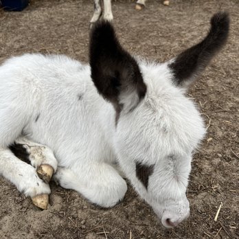 Wild Encounters - Baby donkey - Petting Zoos Near Me - High Springs, Florida Wild Encounters - Baby donkey - Petting Zoos Near Me - High Springs, Florida