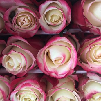 Flowers & Services - Florists Near Me - Miami, Florida
