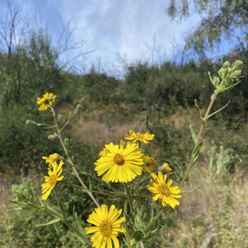 Peter Strauss Ranch - Wildflowers - Landmarks & Historical Buildings Near Me - Agoura Hills, California Peter Strauss Ranch - Wildflowers - Landmarks & Historical Buildings Near Me - Agoura Hills, California