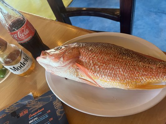 El Grillo Marinero by null