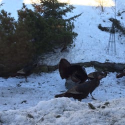 Okemo Inn - Turkeys in the backyard