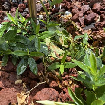 Petri Pest Control - Trampled plants - Pest Control Near Me - Pompano Beach, Florida