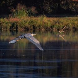 James A. Reed Memorial Wildlife Area - Blue Heron