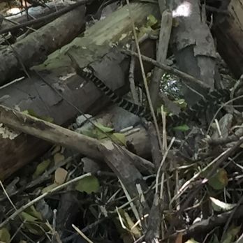 Dawn Mine Hike - be careful, particularly in the summer....rattlesnakes ARE around..... - Hiking Near Me - Altadena, California