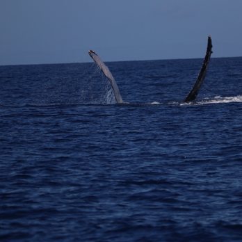 Makai Adventures - Boat Charters Near Me - Lahaina, Hawaii Makai Adventures - Boat Charters Near Me - Lahaina, Hawaii