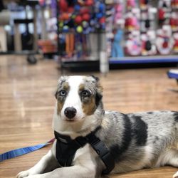 Ren's Pets - Pets welcome @sachitheaugi