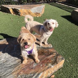 Queens of the hill! #woof #kokoapproved