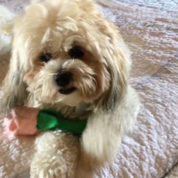 Happy Tails Wellness Center - Veterinarians Near Me - Queens, New York