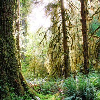 Olympic National Forest - Parks Near Me - Olympia, Washington