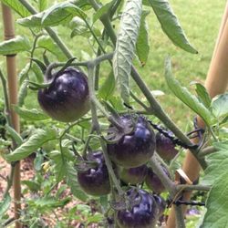 Jardin Bossuet - Tomate bleue