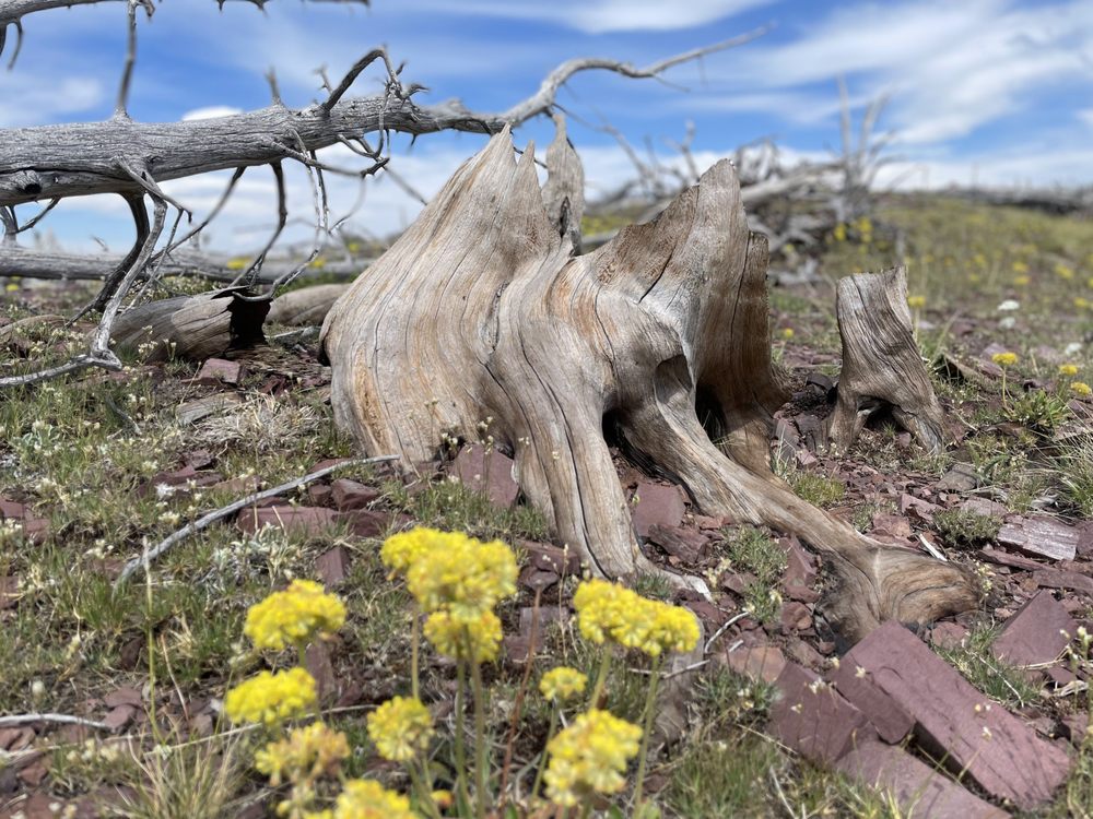 K Lazy Three Outfitters - equestrian in Big Timber, MT