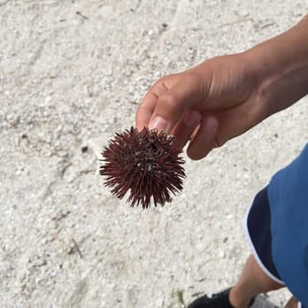 Encounter With Dolphins - A sea urchin found on Compass Island - Boating Near Me - Clearwater, Florida Encounter With Dolphins - A sea urchin found on Compass Island - Boating Near Me - Clearwater, Florida