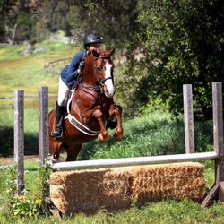 Wishing Creek Farms - Beautiful selection of sale/lease horses & imports