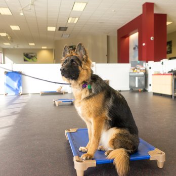 No Leash Needed - Pet Sitting Near Me - St. Charles, Missouri