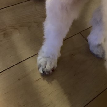Pet Paradise Grooming - My dog's bloody paw/nail after getting groomed. - Pet Groomers Near Me - Concord, California Pet Paradise Grooming - My dog's bloody paw/nail after getting groomed. - Pet Groomers Near Me - Concord, California