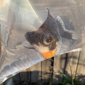 Total Fish & Pets - Kirin demekin and Sakura ryukin I purchased from this location - Pet Stores Near Me - Alhambra, California