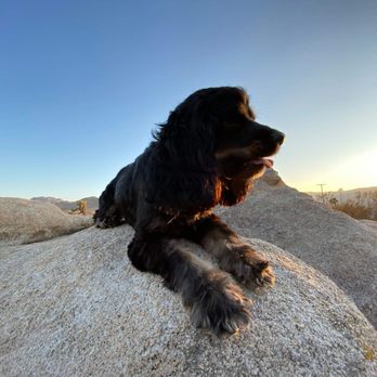 Jasmine Pet Grooming - Pet Groomers Near Me - Brea, California