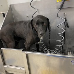 Speck's Pet Supplies - Self bath station, $12 as of June 2022