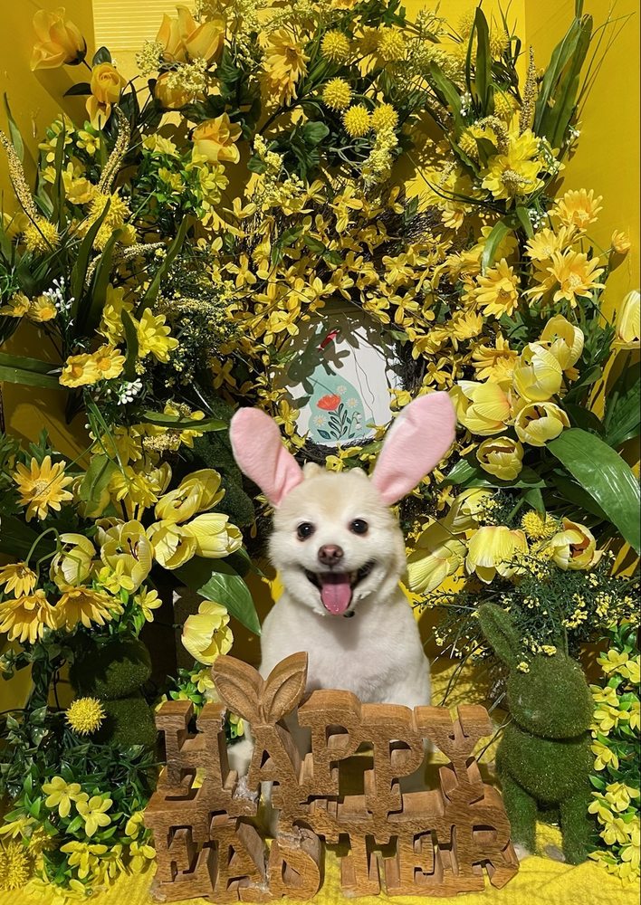 Johnny's Dog Spa - pet boarding facility in Honolulu, HI