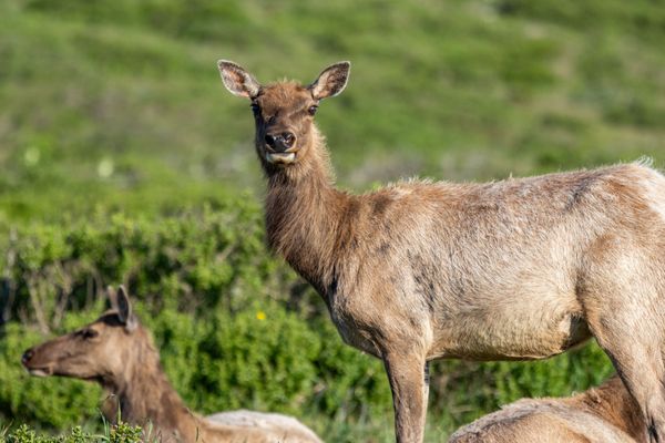 Tomales Point Trailhead by null
