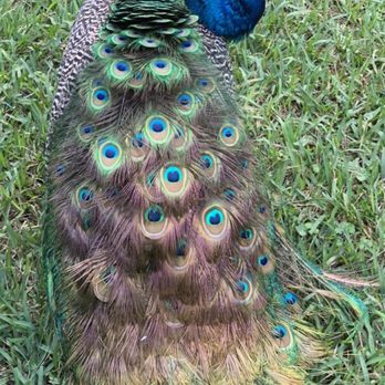 Mayfield Park - Peacock - Parks Near Me - Austin, Texas
