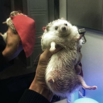 Pet Supplies Plus Upper Arlington - This is Thor Hedgehog - Pet Stores Near Me - Upper Arlington, Ohio Pet Supplies Plus Upper Arlington - This is Thor Hedgehog - Pet Stores Near Me - Upper Arlington, Ohio