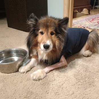 BluePearl Pet Hospital - Our girl Gypsy - Veterinarians Near Me - Framingham, Massachusetts BluePearl Pet Hospital - Our girl Gypsy - Veterinarians Near Me - Framingham, Massachusetts